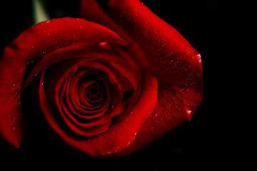 Beautiful fresh rose of red color on a black background. Place for text. Photo for a greeting card. Valentines day