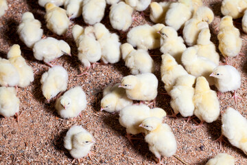 genetically enhanced white chicken chicks