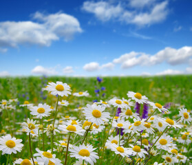 Fototapeta premium white daisies on blue sky
