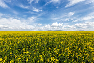 Obraz premium yellow-blooming rapeseed in an agricultural field