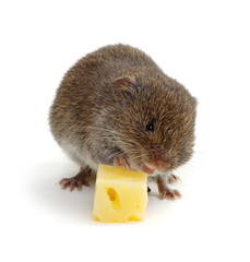 Mouse with cheese
