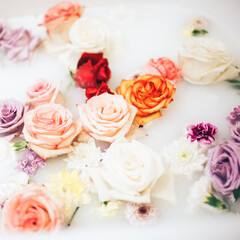 Wellness baths filled with milk. The buds of multi-colored roses float on the surface. Relaxing and anti-aging treatments