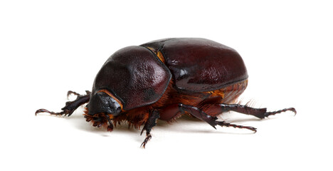 Beetle isolated on white