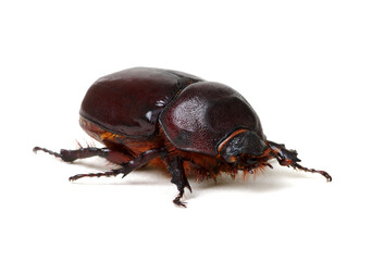 Beetle isolated on white