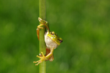 Frog on green background