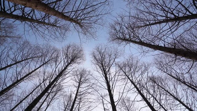 Looking up of leafless trunks and sky in forest