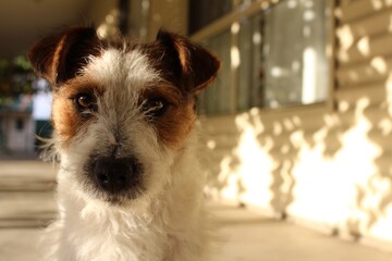 Jack Russell Rough Coat