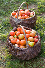 new crop of red tomatoes