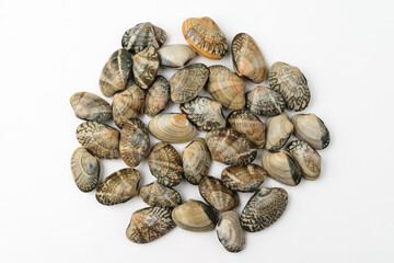 Clam clam on white background