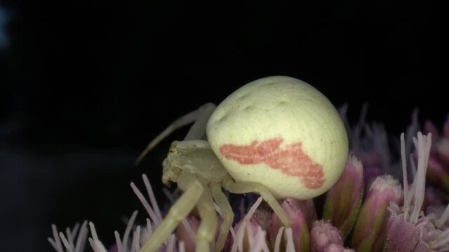 Die Ver&auml;nderliche Krabbenspinne Misumena vatia, ein typischer Lauerj&auml;ger, wartet auf Bl&uuml;ten auf unvorsichtige Insekten, die sie packen und aussaugen kann