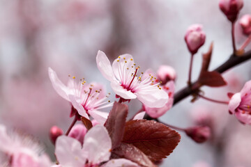 flowers of red cherry blossom
