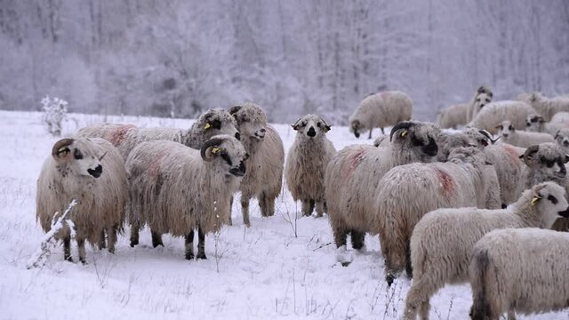 flock of sheep in the snow near the forest. ovis aries animals watching peaceful. life on the farm in winter