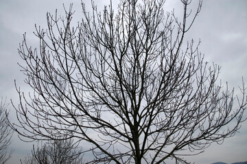 Tree in a winter day