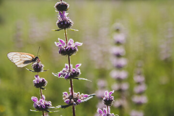 A small white butterfly sits on a purple flower. Wild herbs