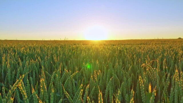 Golden sunlight on cyan wheat field, crop in Rottweil, Germany