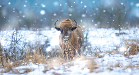 European bison resting on a snow meadow. © Jiří Fejkl