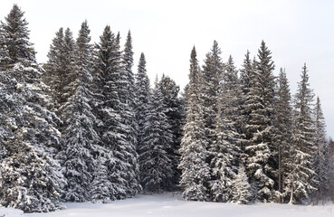 Snowy wild winter forest