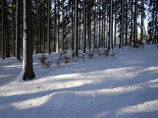 Waldblick im Winter