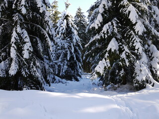Tannenbäume im Schnee