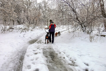 man walking with dogs on a winter park