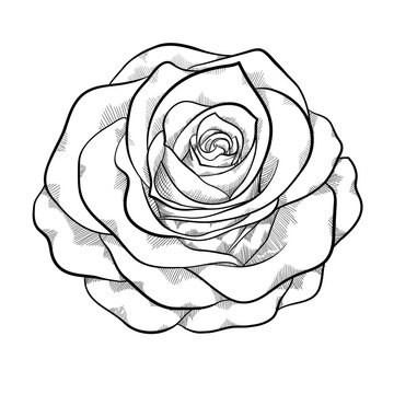 beautiful monochrome black and white rose isolated on white background