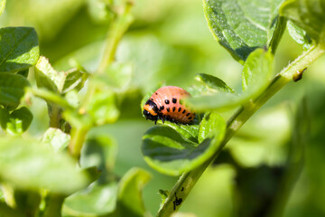 potatoes that are eaten by the Colorado potato pest