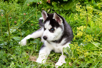 Cute husky puppy with blue eyes lying on the green grass. © Victoria