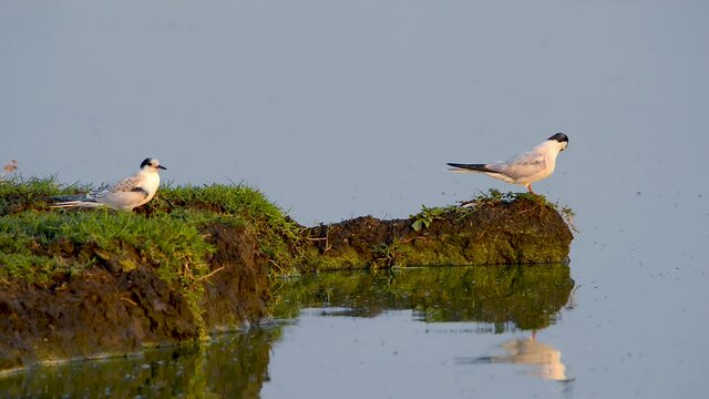 Two Whiskered tern birds (Chlidonias hybrida) standing on the lake shore in pleasant evening light.