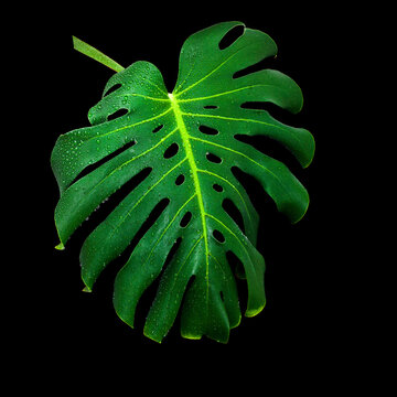 Green jungle leaf of monstera plant with drops of water isolated on a black background.