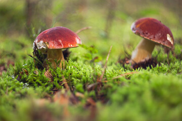 Beautiful edible mushrooms grow in the forest.
