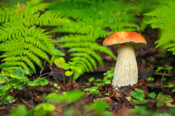 Beautiful edible mushrooms grow in the forest.