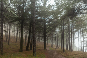 Foggy morning in a pine forest