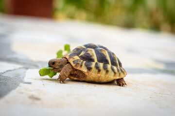 Pet turtle eating lettuce salad on stone paved terrace.
