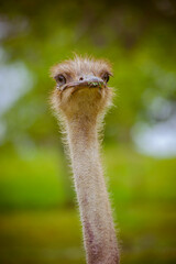 An ostrich looks pretty close