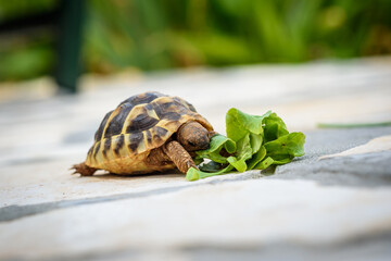 Pet turtle eating lettuce salad on stone paved terrace.