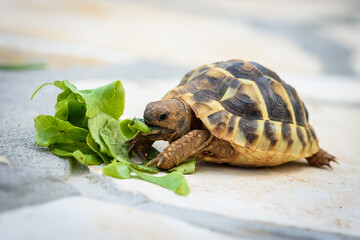 Pet turtle eating lettuce salad on stone paved terrace.