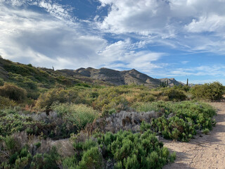 Fototapeta na wymiar ‎⁨Desert, La Paz⁩, ⁨Baja California Sur⁩, ⁨Mexico⁩