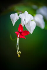 the flowers of the forest brighten every place