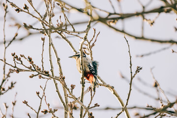 Little Woodpecker sitting in the branches of a tree