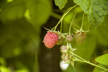 Raspberry berry maturation in the home garden