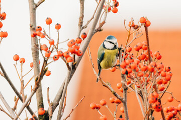 Blue Tit sitting in a tree with red berries without leaves