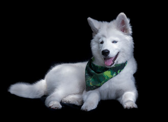 the samoyed dog breed is characterized by its white hair seen