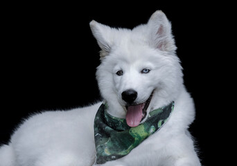 the samoyed dog breed is characterized by its white hair seen