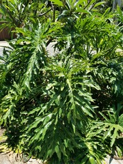 close up of a delicious monster