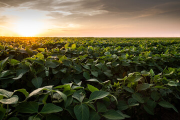 Open soybean field at sunset.