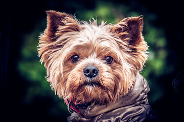 Close-up portrait of cute small yorkshire terrier