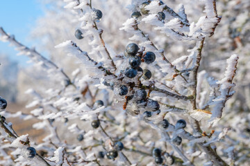 Eine weiße vereiste Schlehehecke mit blauen Schlehen mit Raureif im Winter bei Frost