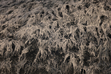 lake plants left on the shore as the lake recedes in infrared
