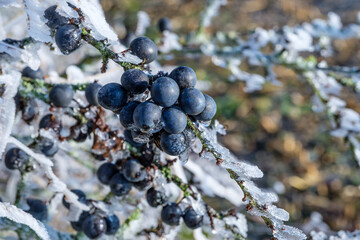 Makro / Nahaufnahme: Blaue Früchte des Schlehdorn / Schlehen in einer vereisten Hecke im Winter...