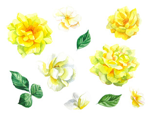 Set of hand-painted watercolor beautiful yellow and white flowers and leaves